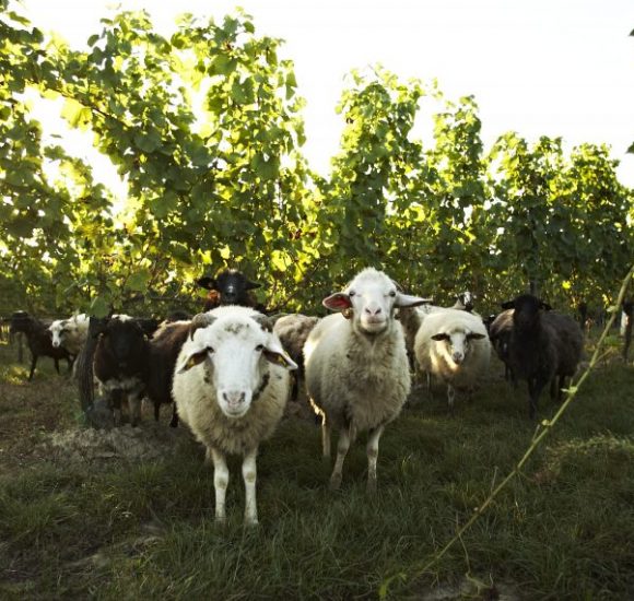 Según Rudolf Steiner, la finca es un organismo y sus partes deben funcionar como un todo.  Las ovejas en el viñedo transforman la materia orgánica y la devuelven al suelo como estiércol, que un componente fundamental del compost.