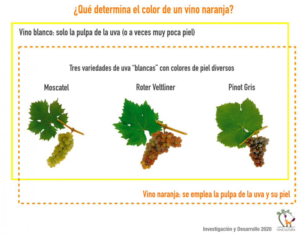 Fig. 1. El origen del color en un vino naranja. Las pieles de las uvas blancas varían en color y entregan un tono correspondiente al vino. El color intermedio es el naranja y los tonos van de amarillo a casi rojo. | Fotos de los racimos AWMB.