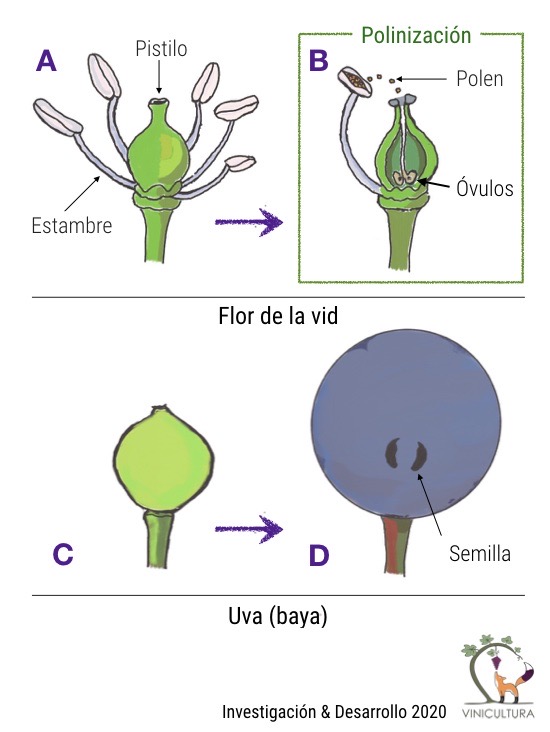 Fig. 2. Flor de la vid, polinización y desarrollo de la uva (baya).