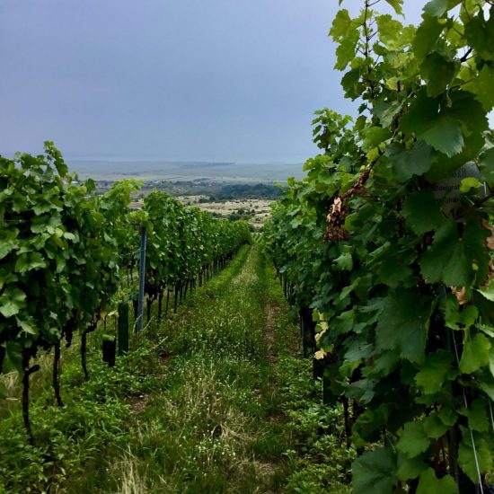 Viñedo biodinámico frente al Lago Neusiedl, con amplia cobertura vegetal entre las hileras de vides.